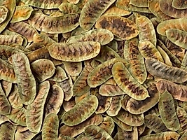 AÇLIK OTU