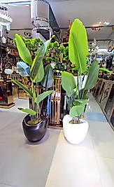 Hacimli Eğri saksıda Yeni Starliçe - 190 cm