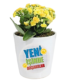 Yeni İşinde Başarılar Mesajlı Sarı Kalanchoe Çiçeği