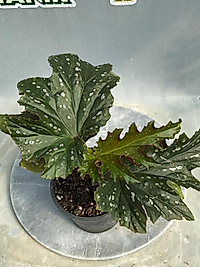 Çınar Yapraklı Begonya