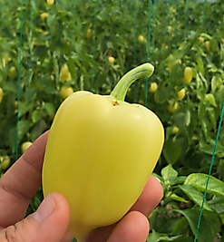 Macar Dolma Biber 1Kg