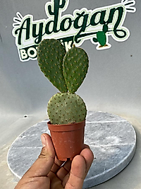 Opuntia