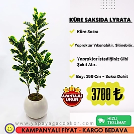 Küre saksıda Lyrata - Premium