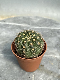 Natocactus Ubelmanianus
