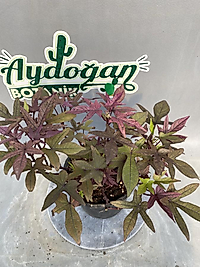 İpompea Batatas (Süs Patates Sarmaşığı)