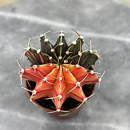 Gymnocalycium Variegata No:14
