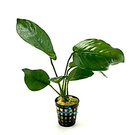 Anubias Barteri Broad Leaf