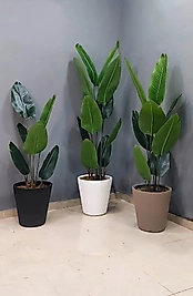 Tırtıklı Plastik saksıda Yeni Starliçe