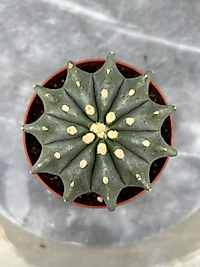 Fero Cactus 10,5cm saksıda