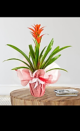 Red Guzmania Plant