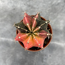 Gymnocalycium Variegata No:34