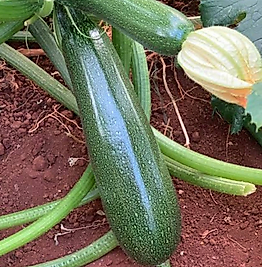 SİYAH KABAK (1 kg)