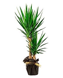 Büyük Boy İkili Yucca