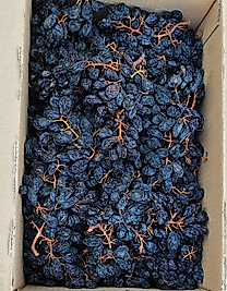 JUMBO SİYAH SALKIM ÜZÜM (KUTU İÇİ=10 KG)