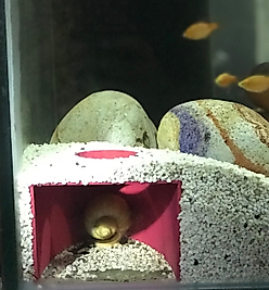 Yumurtlama Mağarası