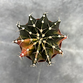 Gymnocalycium Variegata No:36