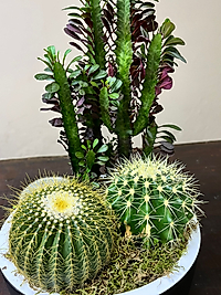 Mix Trio Kaktüs
