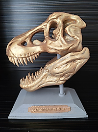 Dinozor (T-Rex) Kafatası - 3D model