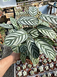 Calathea Anulque