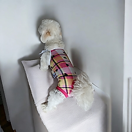 Dişi köpek regl Külodu zıbın külot