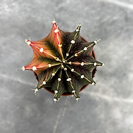 Gymnocalycium Variegata No:39