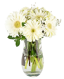 Cam Vazoda Beyaz Gerbera Çiçekleri