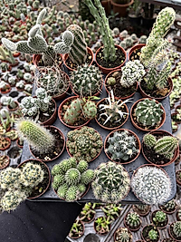 20li Kaktüs Set 🌵