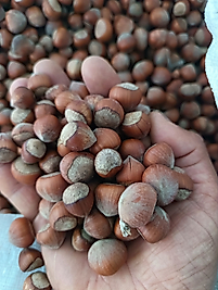 1 kg FINDIK