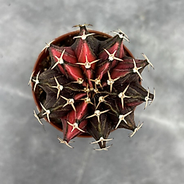 Gymnocalycium Variegata No:9