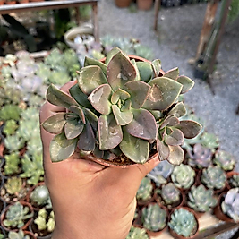 8,5cm saksıda