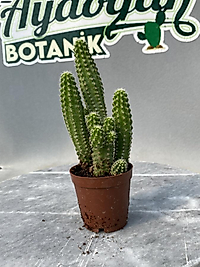 Pembe çiçekli yılan kaktüs
