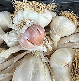 Taşköprü ORTA Boy Sarımsak (Yeni sezon) 1 kg