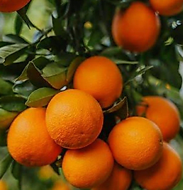 PORTAKAL (1 kg)