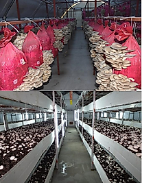 MANTARHANE KURULUMU VE MANTARCILIK EĞİTİMİ