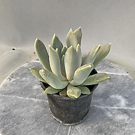 Pochyveria