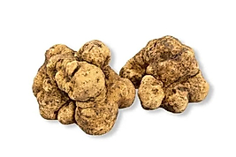 Beyaz Trüf- Tuber Magnatum