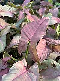 Syngonium Pembe Melek Kanadı