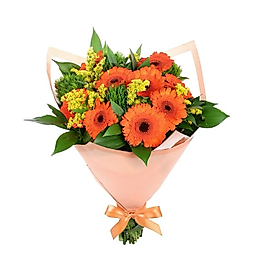 Orange Gerbera