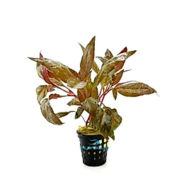 Alternanthera Reineckii
