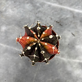 Gymnocalycium Variegata No:1