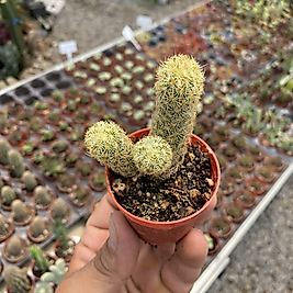 Mammillaria Elongata
