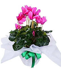 Pembe Sıklamen
