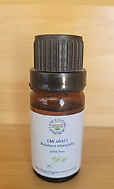 ÇAY AĞACI (Melaleuca alternifolia)
