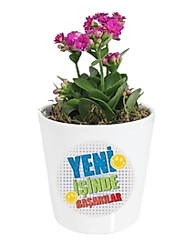 Yeni İşinde Başarılar Mesajlı Fuşya Kalanchoe