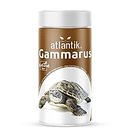 Atlantik Gammarus Kaplumbağ