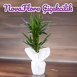 Yucca Çiçeği