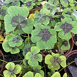Oxsalis Tetraphylla Süs Yoncası