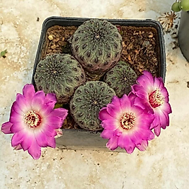 Rebutia
