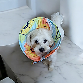 Kedi ve köpek elizabeth yakalık ameliyat sonrası koruyucu Yakalık