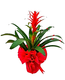 Guzmania